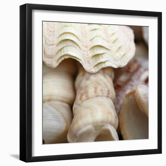 Shells I-Nicole Katano-Framed Photo