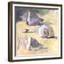 Shells I-Dale Payson-Framed Giclee Print