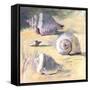 Shells I-Dale Payson-Framed Stretched Canvas