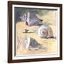 Shells I-Dale Payson-Framed Giclee Print