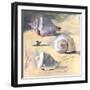 Shells I-Dale Payson-Framed Giclee Print