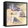 Shells I-Dale Payson-Framed Stretched Canvas