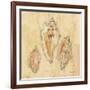 Shells I-Cheri Blum-Framed Art Print