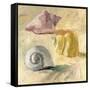 Shells II-Dale Payson-Framed Stretched Canvas