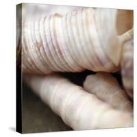 Shells III-Nicole Katano-Stretched Canvas