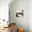 Shells III-Nicole Katano-Stretched Canvas displayed on a wall