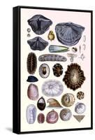 Shells: Monomyaria, Pteropoda, and Gasteropoda-G.b. Sowerby-Framed Stretched Canvas