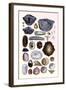 Shells: Monomyaria, Pteropoda, and Gasteropoda-G.b. Sowerby-Framed Art Print