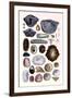 Shells: Monomyaria, Pteropoda, and Gasteropoda-G.b. Sowerby-Framed Art Print