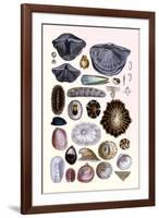 Shells: Monomyaria, Pteropoda, and Gasteropoda-G.b. Sowerby-Framed Art Print