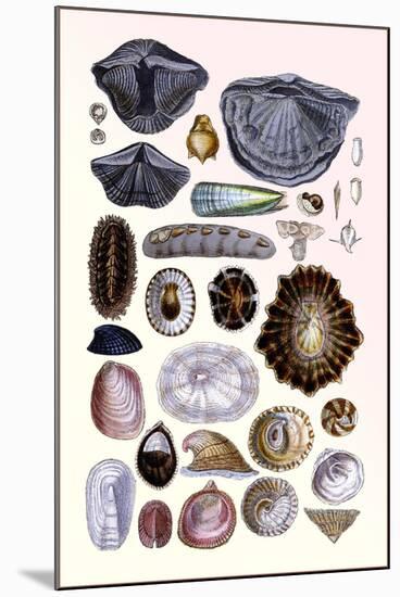 Shells: Monomyaria, Pteropoda, and Gasteropoda-G.b. Sowerby-Mounted Art Print
