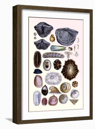 Shells: Monomyaria, Pteropoda, and Gasteropoda-G.b. Sowerby-Framed Art Print