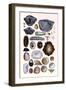 Shells: Monomyaria, Pteropoda, and Gasteropoda-G.b. Sowerby-Framed Art Print