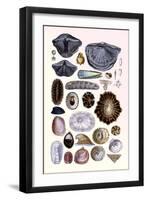 Shells: Monomyaria, Pteropoda, and Gasteropoda-G.b. Sowerby-Framed Art Print