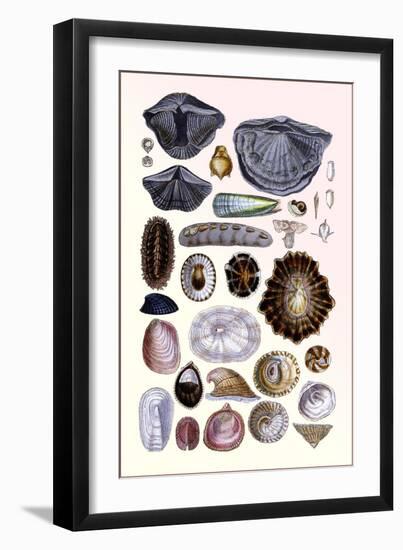 Shells: Monomyaria, Pteropoda, and Gasteropoda-G.b. Sowerby-Framed Art Print