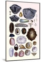 Shells: Monomyaria, Pteropoda, and Gasteropoda-G.b. Sowerby-Mounted Art Print