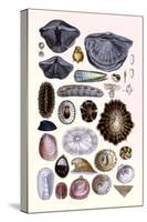 Shells: Monomyaria, Pteropoda, and Gasteropoda-G.b. Sowerby-Stretched Canvas