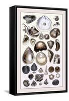 Shells: Monomyaria-G.b. Sowerby-Framed Stretched Canvas