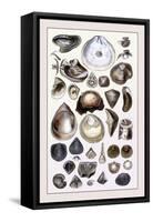 Shells: Monomyaria-G.b. Sowerby-Framed Stretched Canvas