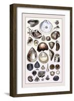 Shells: Monomyaria-G.b. Sowerby-Framed Art Print