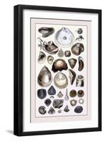 Shells: Monomyaria-G.b. Sowerby-Framed Art Print