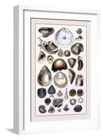 Shells: Monomyaria-G.b. Sowerby-Framed Art Print