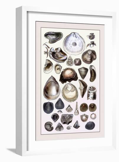 Shells: Monomyaria-G.b. Sowerby-Framed Art Print