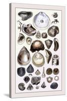 Shells: Monomyaria-G.b. Sowerby-Stretched Canvas