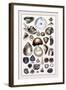 Shells: Monomyaria-G.b. Sowerby-Framed Art Print