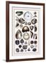 Shells: Monomyaria-G.b. Sowerby-Framed Art Print