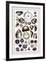 Shells: Monomyaria-G.b. Sowerby-Framed Art Print