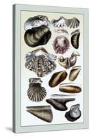 Shells: Monomyaria-G.b. Sowerby-Stretched Canvas