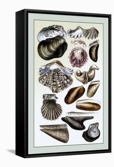 Shells: Monomyaria-G.b. Sowerby-Framed Stretched Canvas