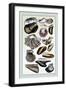 Shells: Monomyaria-G.b. Sowerby-Framed Art Print