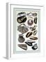 Shells: Monomyaria-G.b. Sowerby-Framed Art Print