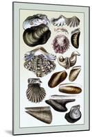 Shells: Monomyaria-G.b. Sowerby-Mounted Art Print