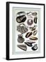 Shells: Monomyaria-G.b. Sowerby-Framed Art Print