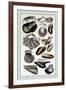 Shells: Monomyaria-G.b. Sowerby-Framed Art Print