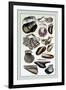 Shells: Monomyaria-G.b. Sowerby-Framed Art Print