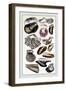 Shells: Monomyaria-G.b. Sowerby-Framed Art Print