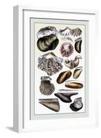 Shells: Monomyaria-G.b. Sowerby-Framed Art Print