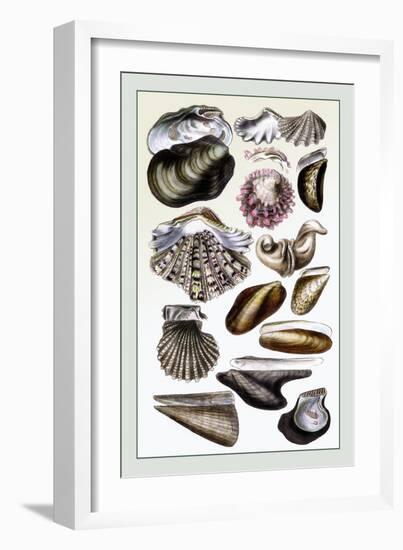 Shells: Monomyaria-G.b. Sowerby-Framed Art Print