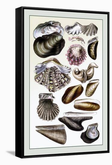 Shells: Monomyaria-G.b. Sowerby-Framed Stretched Canvas