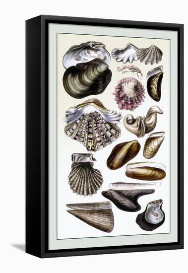 Shells: Monomyaria-G.b. Sowerby-Framed Stretched Canvas