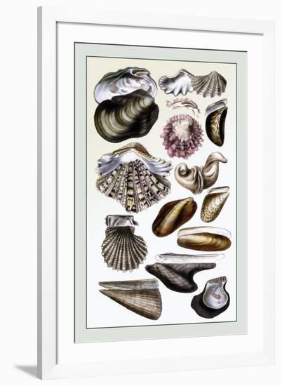 Shells: Monomyaria-G.b. Sowerby-Framed Art Print