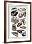 Shells: Monomyaria-G.b. Sowerby-Framed Art Print