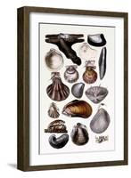 Shells: Monomyaria-G.b. Sowerby-Framed Art Print