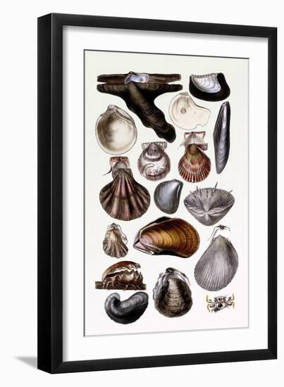 Shells: Monomyaria-G.b. Sowerby-Framed Art Print