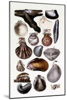 Shells: Monomyaria-G.b. Sowerby-Mounted Art Print