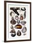 Shells: Monomyaria-G.b. Sowerby-Framed Art Print